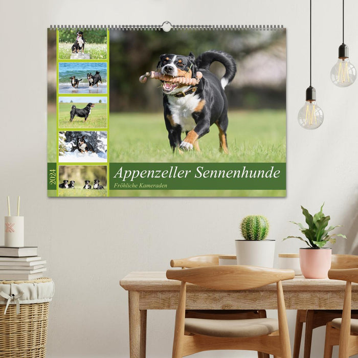 Appenzeller Sennenhunde - Fröhliche Kameraden (CALVENDO Wandkalender 2024)