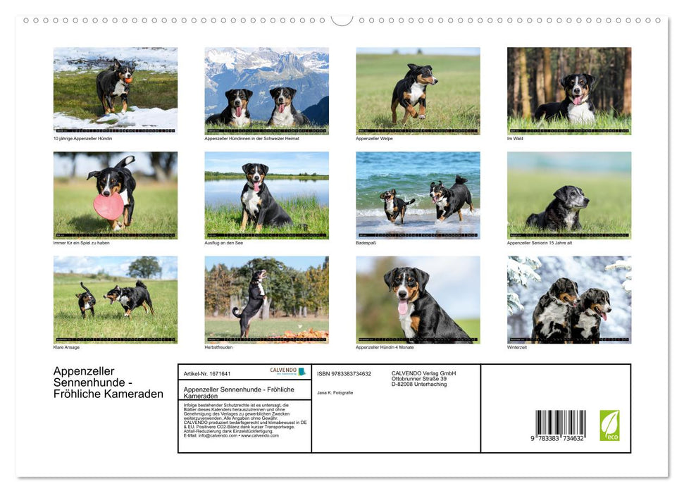 Appenzeller Sennenhunde - Fröhliche Kameraden (CALVENDO Premium Wandkalender 2024)
