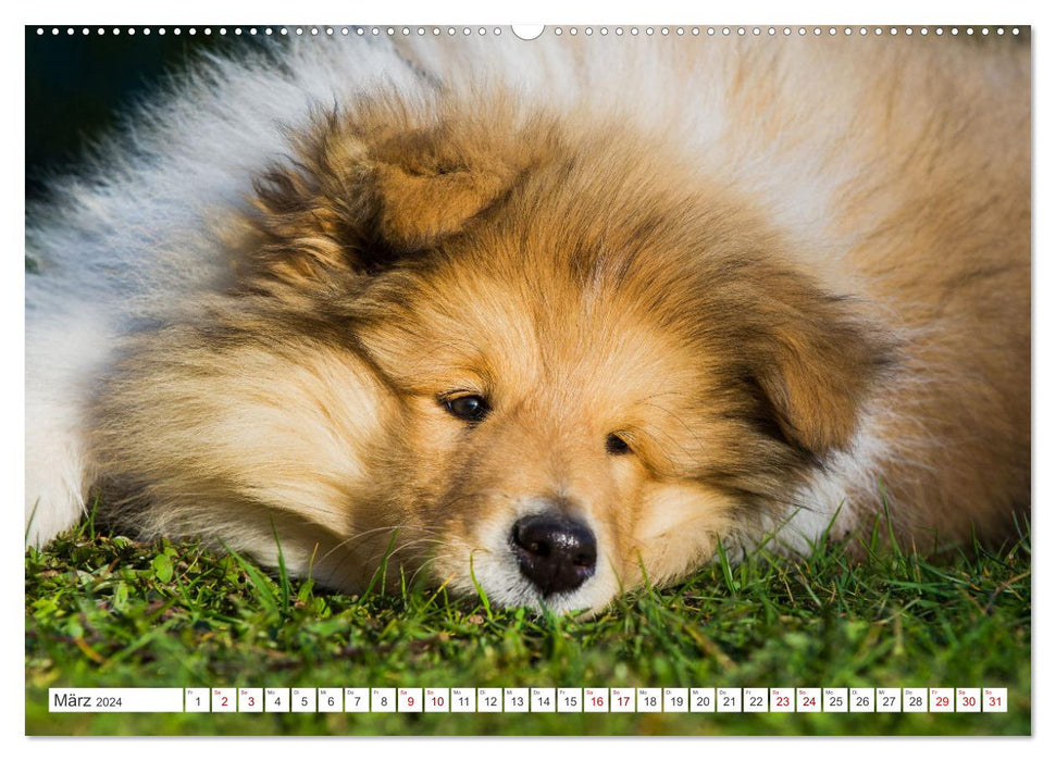 Collies - die schönsten Hunde der Welt (CALVENDO Wandkalender 2024)