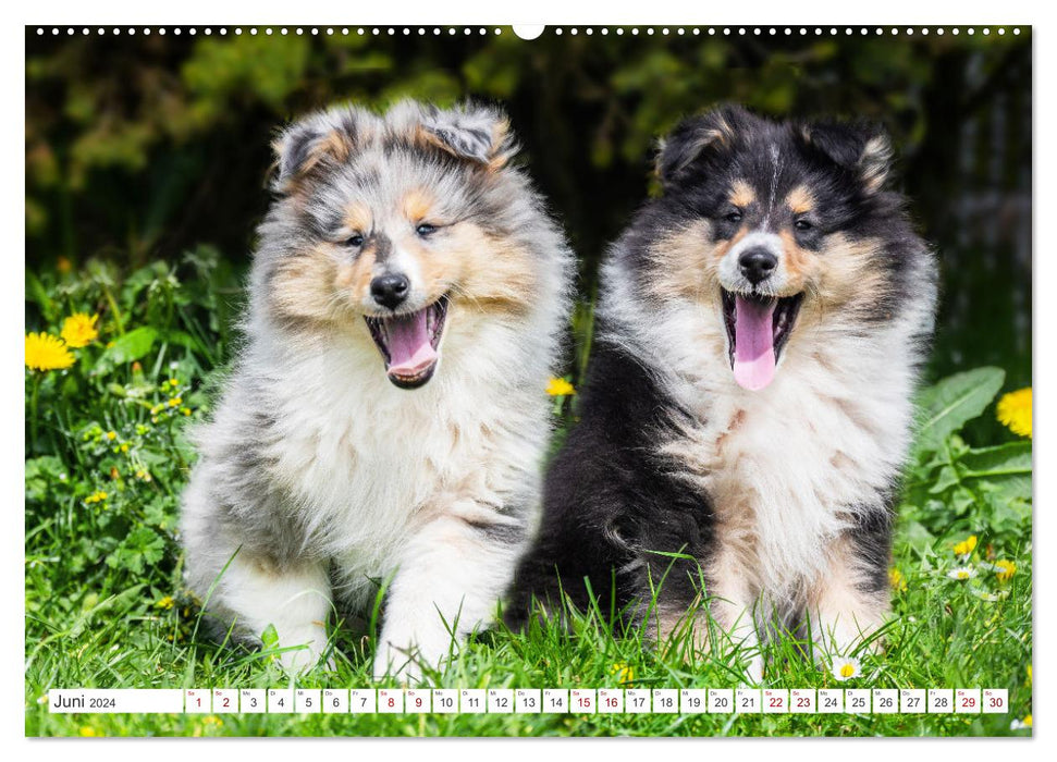 Collies - die schönsten Hunde der Welt (CALVENDO Wandkalender 2024)