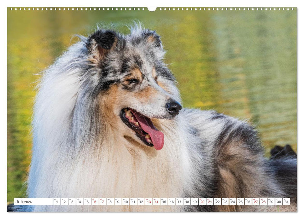 Collies - die schönsten Hunde der Welt (CALVENDO Premium Wandkalender 2024)
