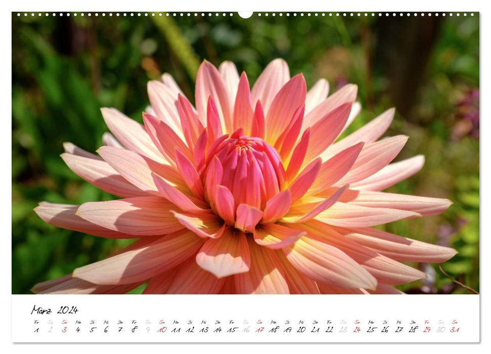 Madère - printemps éternel (Calvendo Premium Wall Calendar 2024) 