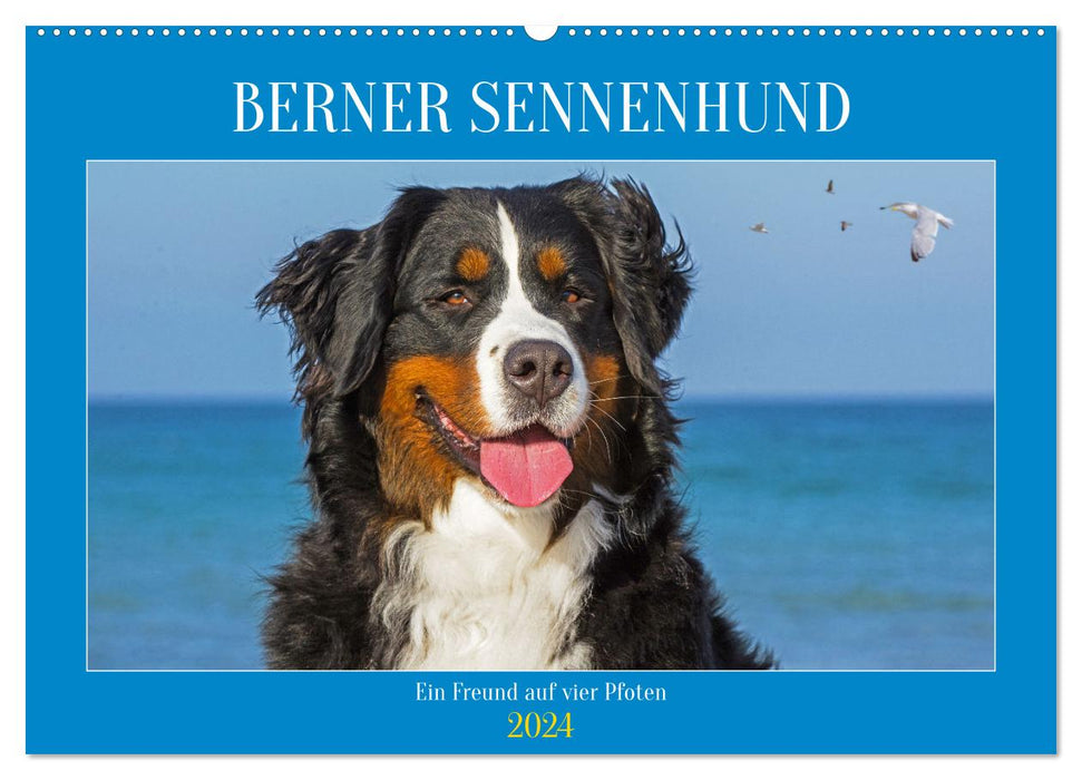 Berner Sennenhund - Ein Freund auf vier Pfoten (CALVENDO Wandkalender 2024)