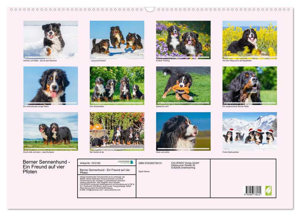 Berner Sennenhund - Ein Freund auf vier Pfoten (CALVENDO Wandkalender 2024)