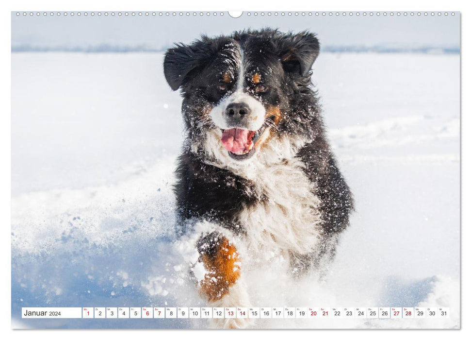 Berner Sennenhund - Ein Freund auf vier Pfoten (CALVENDO Wandkalender 2024)