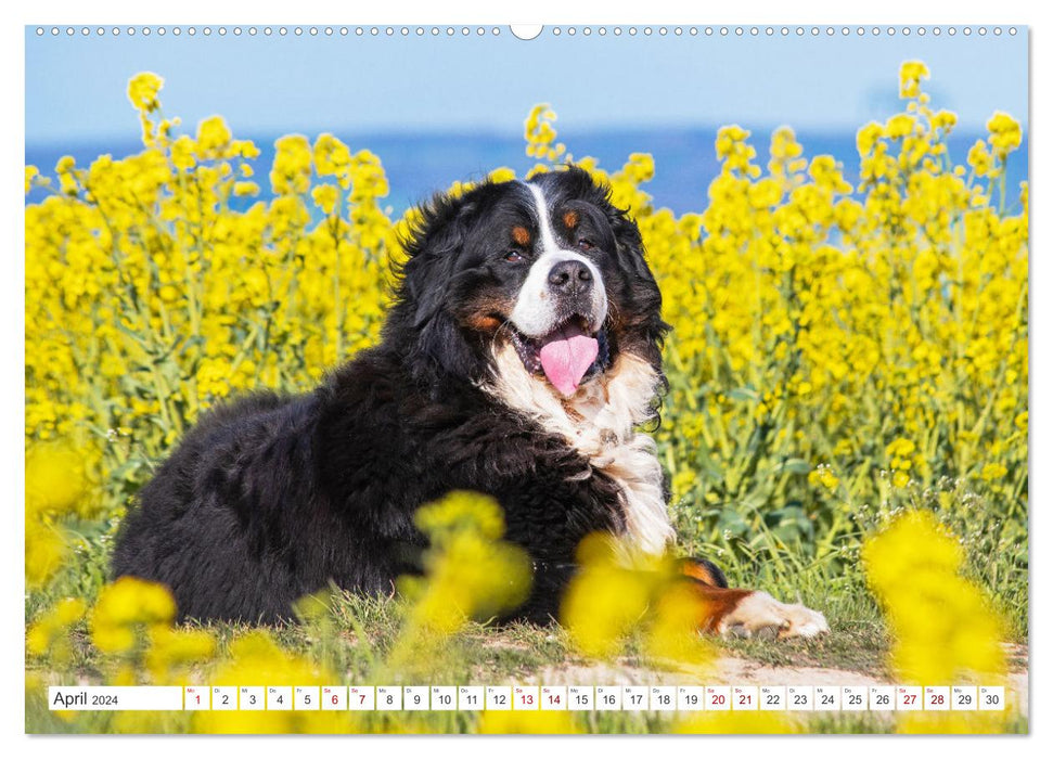 Berner Sennenhund - Ein Freund auf vier Pfoten (CALVENDO Premium Wandkalender 2024)