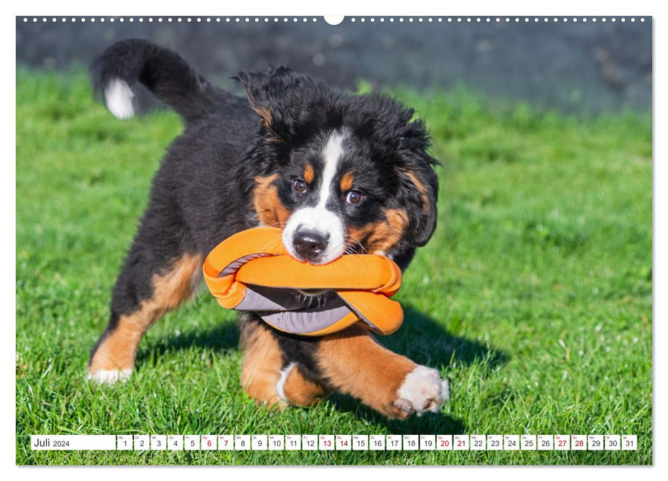 Berner Sennenhund - Ein Freund auf vier Pfoten (CALVENDO Premium Wandkalender 2024)