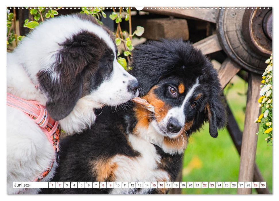Unsere Freunde auf vier Pfoten - Hunde (CALVENDO Wandkalender 2024)