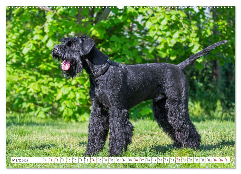 Unsere Freunde auf vier Pfoten - Hunde (CALVENDO Premium Wandkalender 2024)