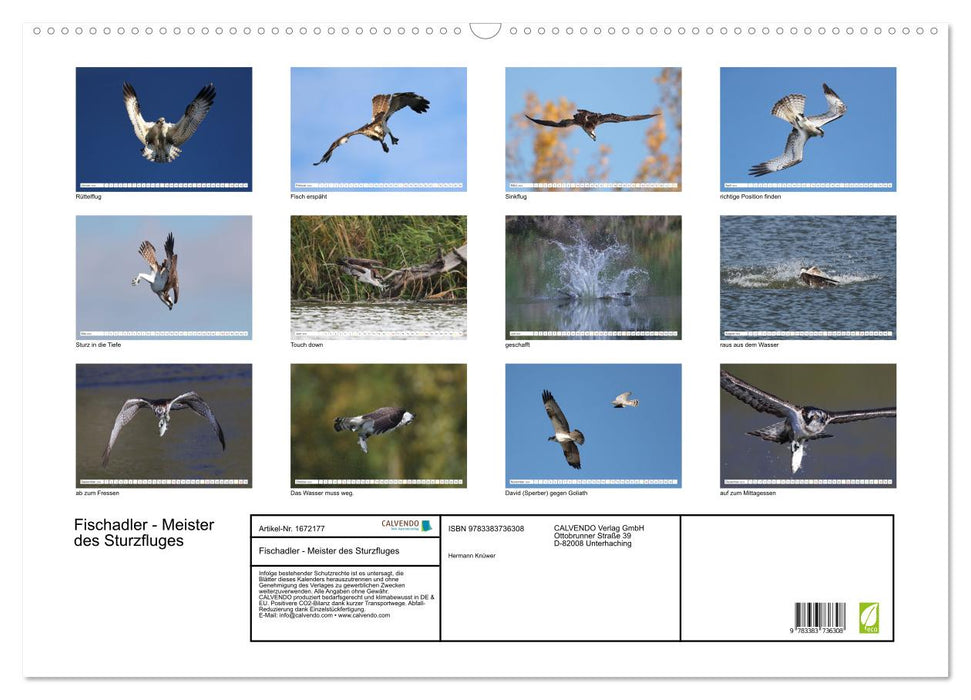 Fischadler - Meister des Sturzfluges (CALVENDO Wandkalender 2024)