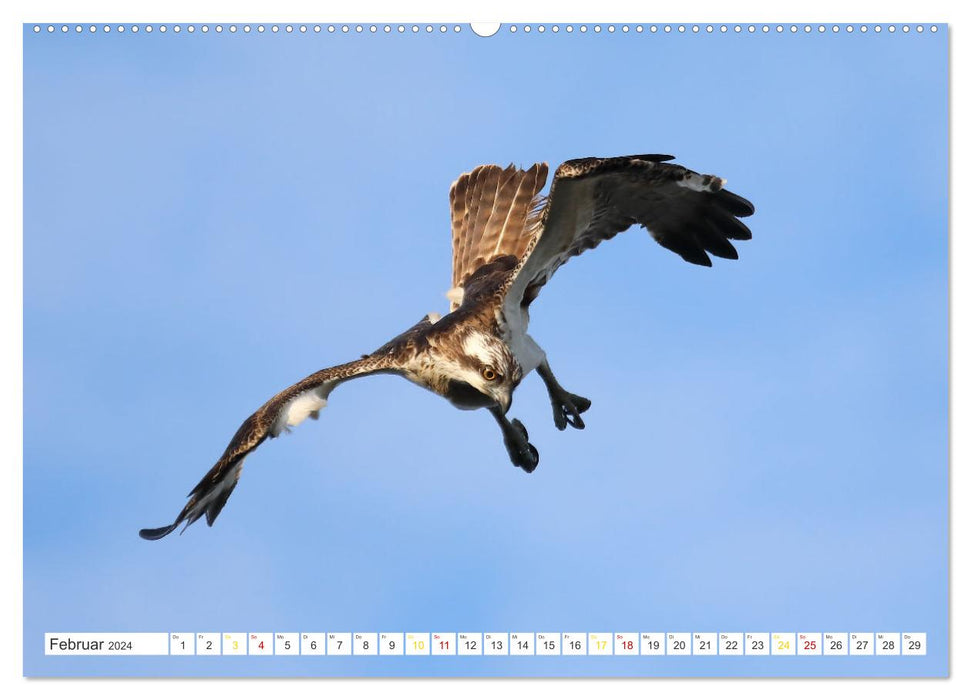 Fischadler - Meister des Sturzfluges (CALVENDO Wandkalender 2024)