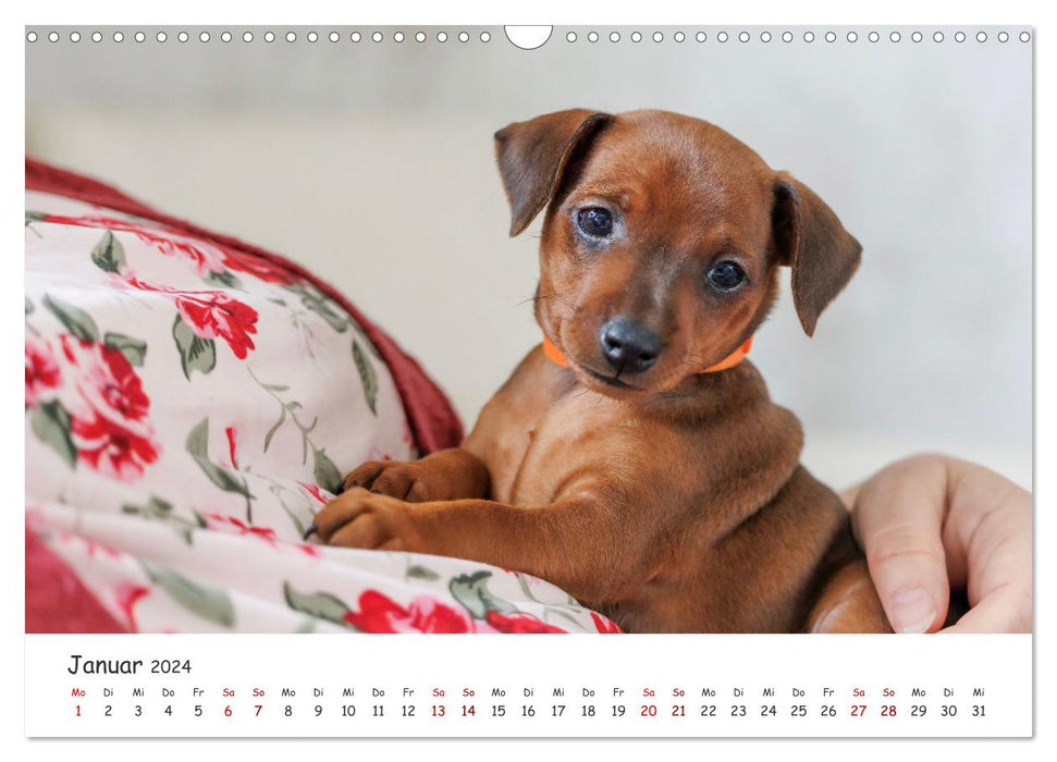 Zwergpinscher Sally‘s erstes Jahr (CALVENDO Wandkalender 2024)