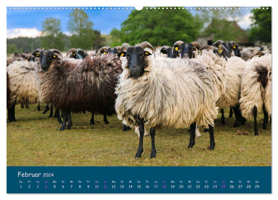 Heidschnucken, die prächtigen Schafe der Lüneburger Heide (CALVENDO Wandkalender 2024)