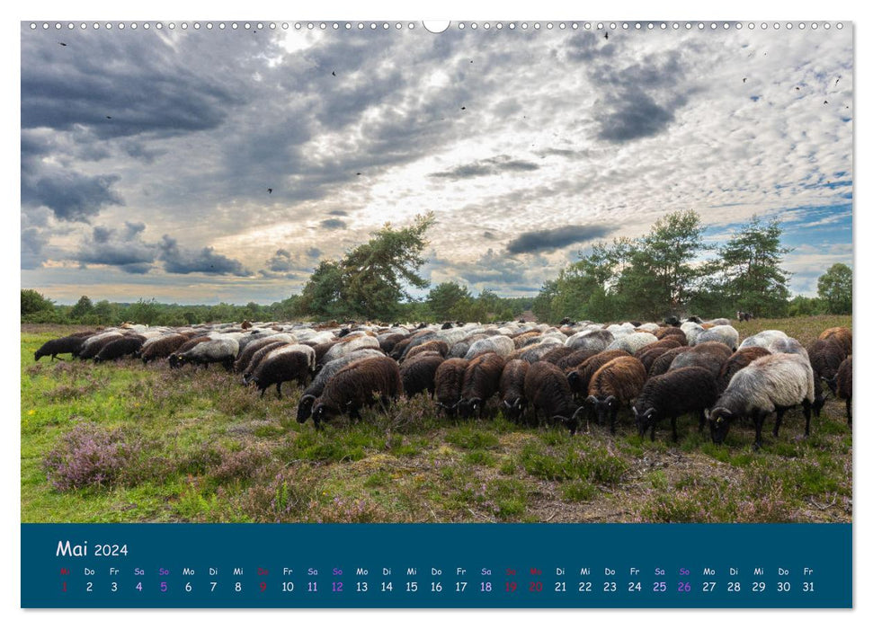 Heidschnucken, die prächtigen Schafe der Lüneburger Heide (CALVENDO Wandkalender 2024)