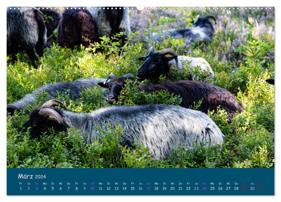 Heidschnucken, le magnifique mouton de la lande de Lunebourg (Calendrier mural CALVENDO Premium 2024) 