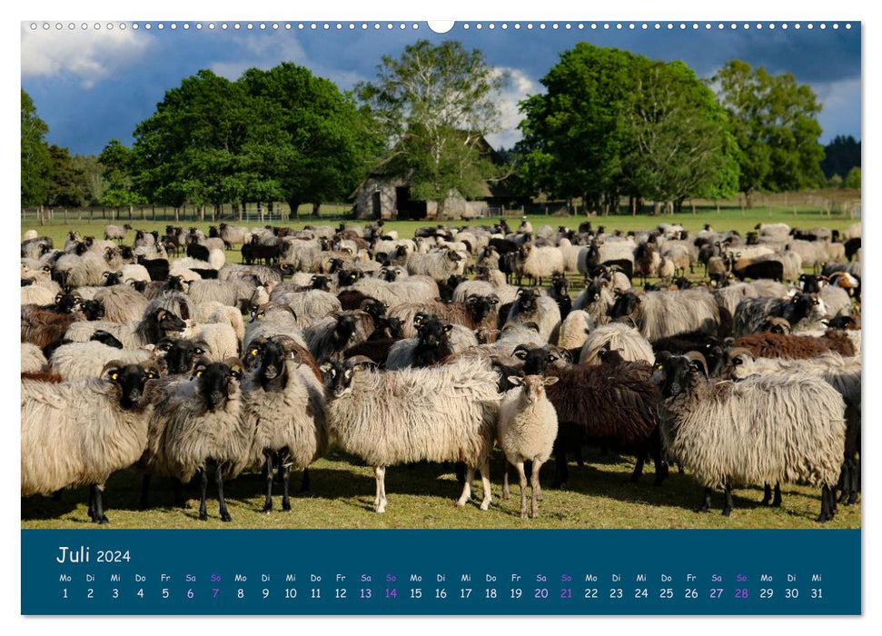 Heidschnucken, die prächtigen Schafe der Lüneburger Heide (CALVENDO Premium Wandkalender 2024)