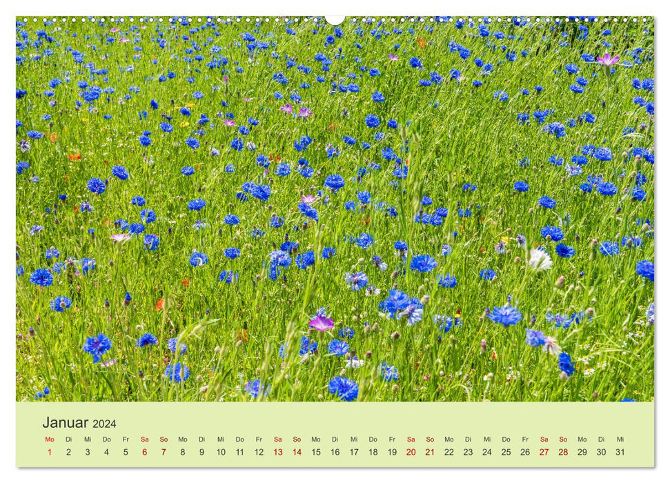 Wilde Blumen - ein Spaziergang durch die Natur (CALVENDO Wandkalender 2024)