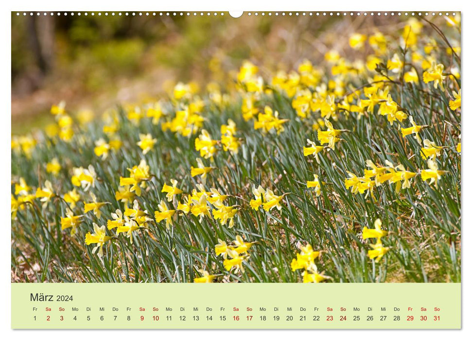 Wilde Blumen - ein Spaziergang durch die Natur (CALVENDO Premium Wandkalender 2024)