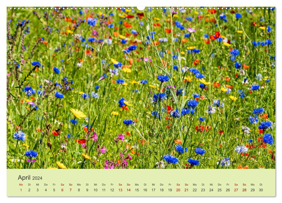 Wilde Blumen - ein Spaziergang durch die Natur (CALVENDO Premium Wandkalender 2024)