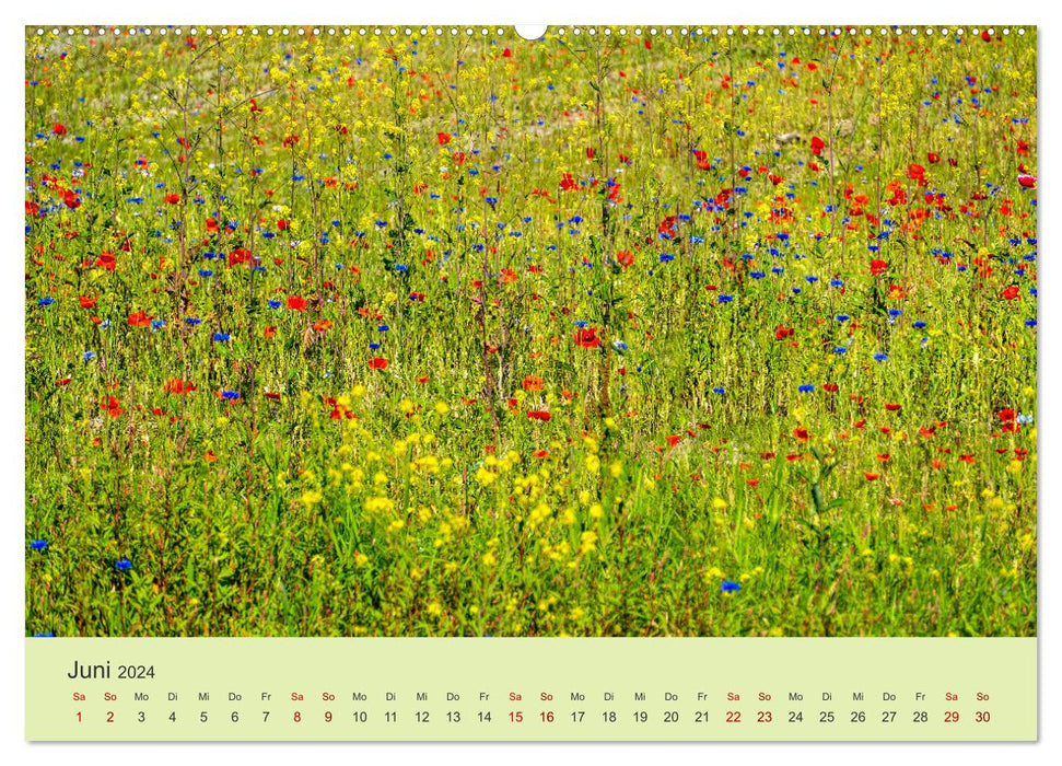 Fleurs sauvages - une promenade à travers la nature (Calendrier mural CALVENDO Premium 2024) 