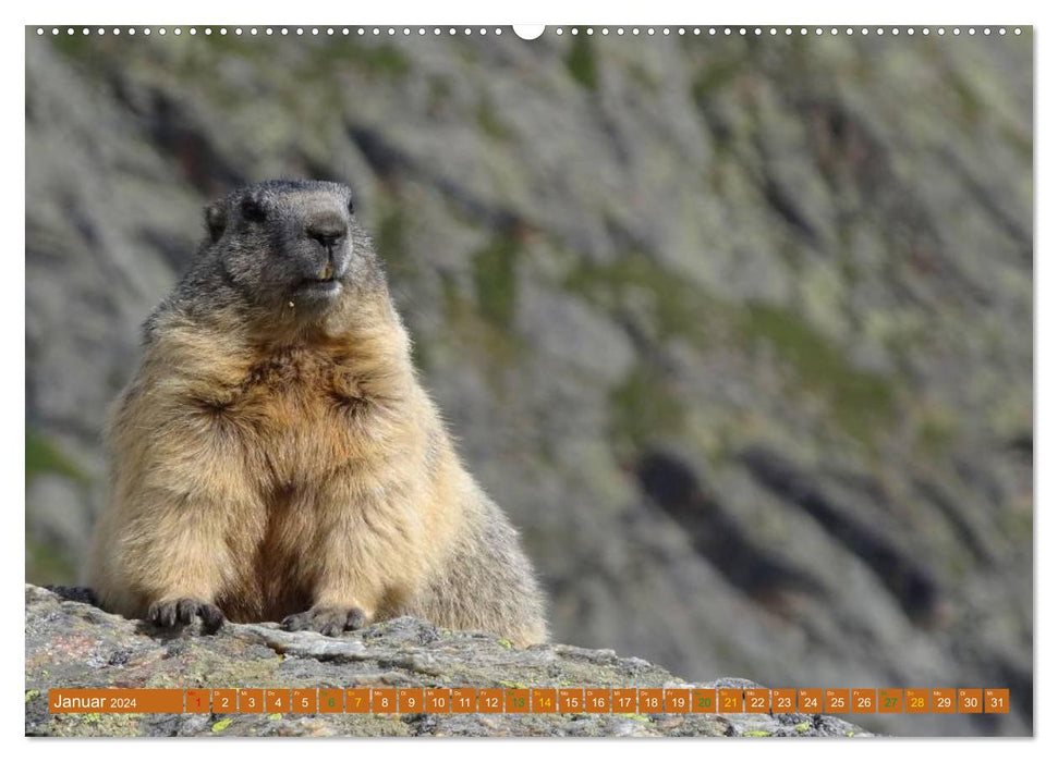 Et la marmotte siffle pour toujours (Calendrier mural CALVENDO 2024) 