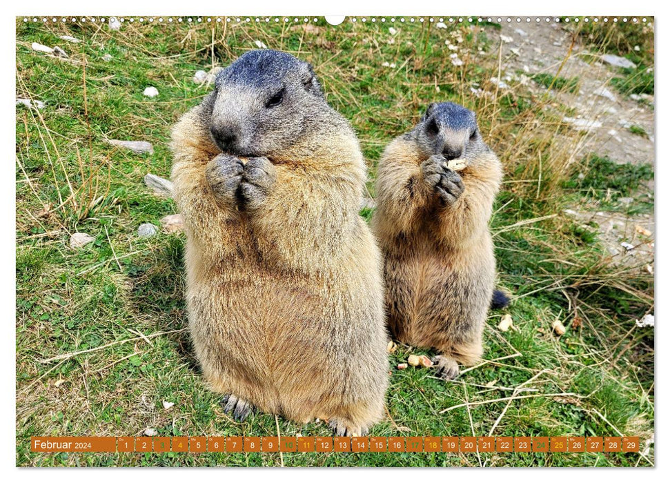 Et la marmotte siffle pour toujours (Calendrier mural CALVENDO 2024) 