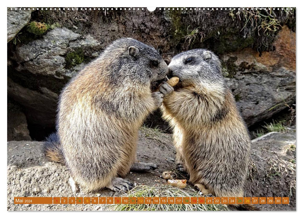 Et la marmotte siffle pour toujours (Calendrier mural CALVENDO Premium 2024) 