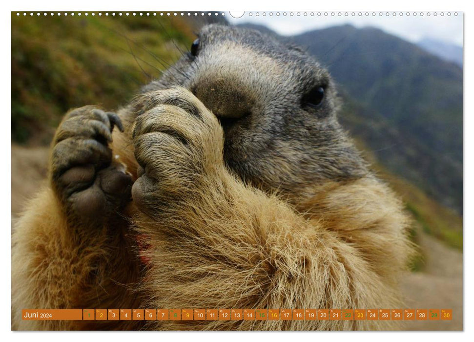 Et la marmotte siffle pour toujours (Calendrier mural CALVENDO Premium 2024) 