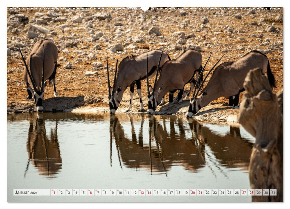 Abenteuerliches Namibia (CALVENDO Premium Wandkalender 2024)