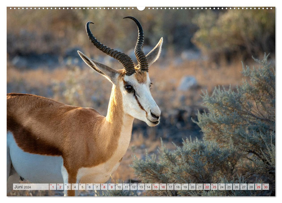 Namibie aventureuse (Calvendo Premium Wall Calendar 2024) 