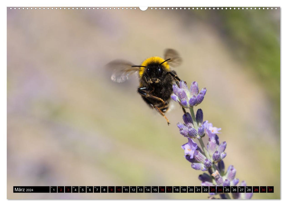 Hummeln - Flugaufnahmen eines faszinierenden Insekts (CALVENDO Premium Wandkalender 2024)