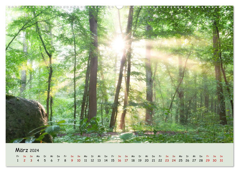Waldbaden - Durch Achtsamkeit zu einer besseren Gesundheit (CALVENDO Premium Wandkalender 2024)