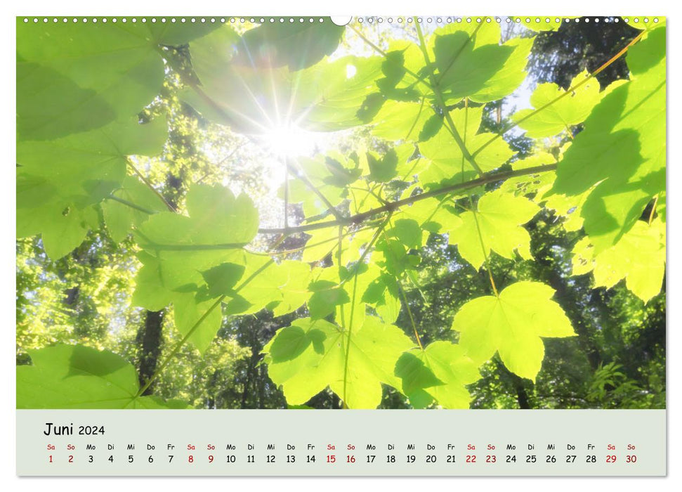Waldbaden - Durch Achtsamkeit zu einer besseren Gesundheit (CALVENDO Premium Wandkalender 2024)
