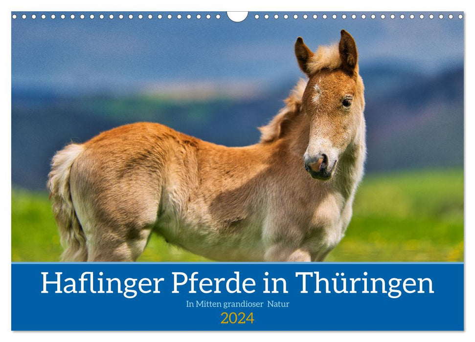 Haflinger Pferde in Thüringen (CALVENDO Wandkalender 2024)