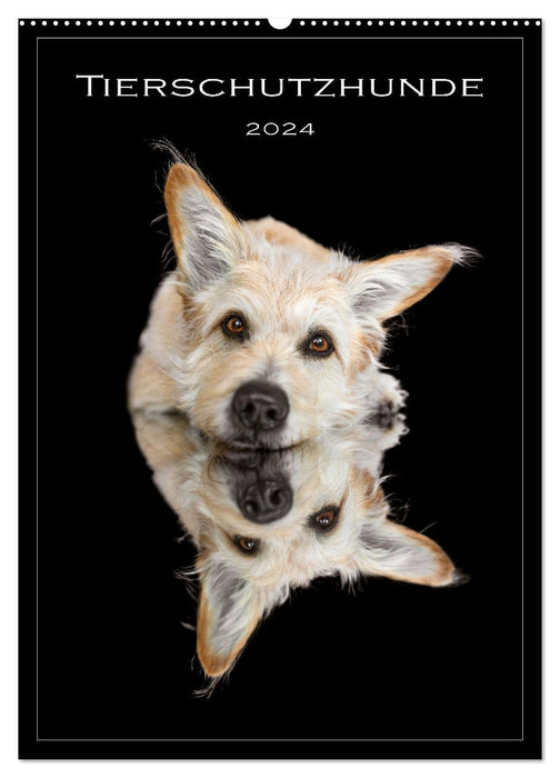 Tierschutzhunde (CALVENDO Wandkalender 2024)