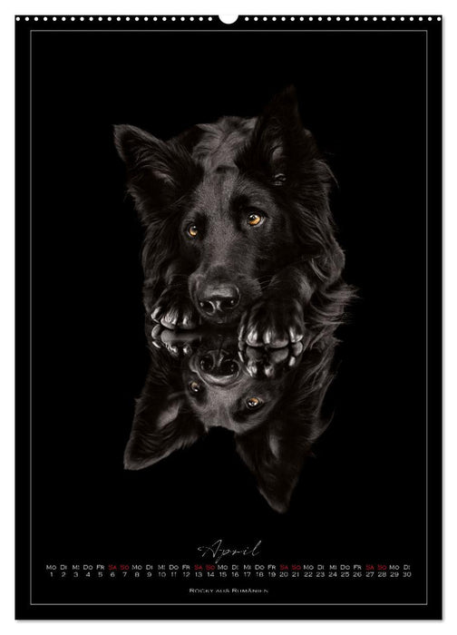 Tierschutzhunde (CALVENDO Wandkalender 2024)