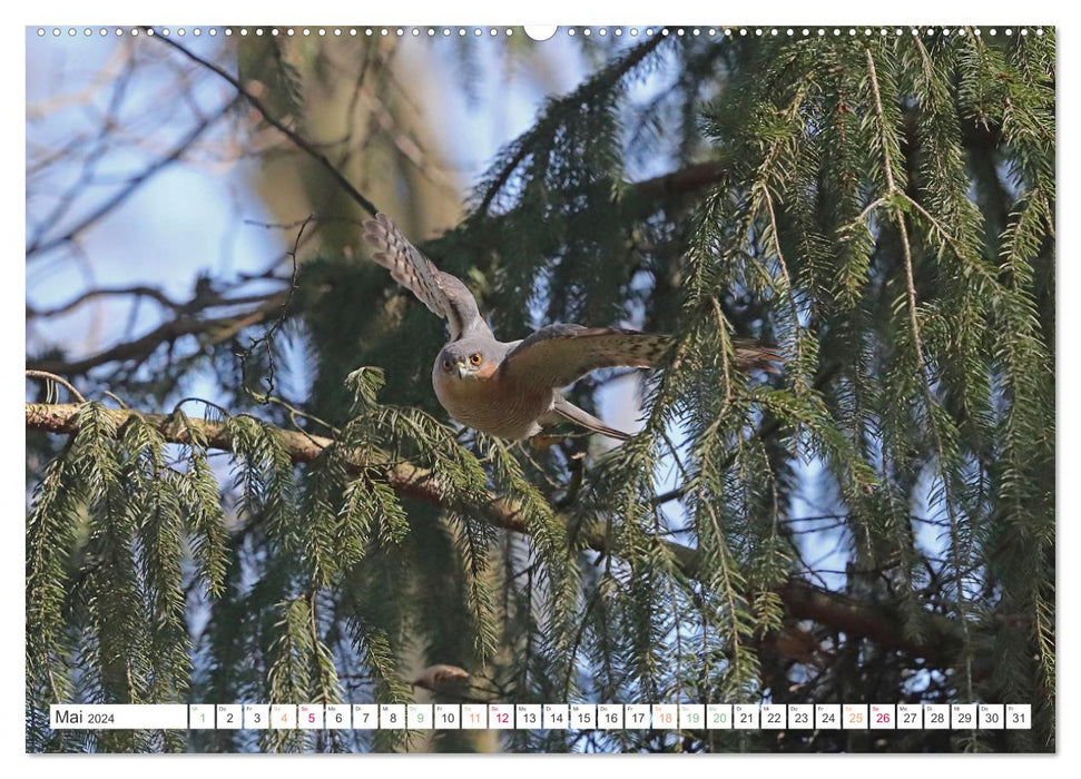Sperber - Kleiner Vogel Greif (CALVENDO Wandkalender 2024)