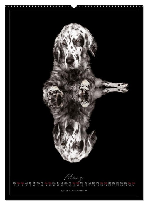 Tierschutzhunde (CALVENDO Premium Wandkalender 2024)
