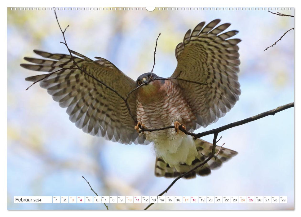 Sperber - Kleiner Vogel Greif (CALVENDO Premium Wandkalender 2024)