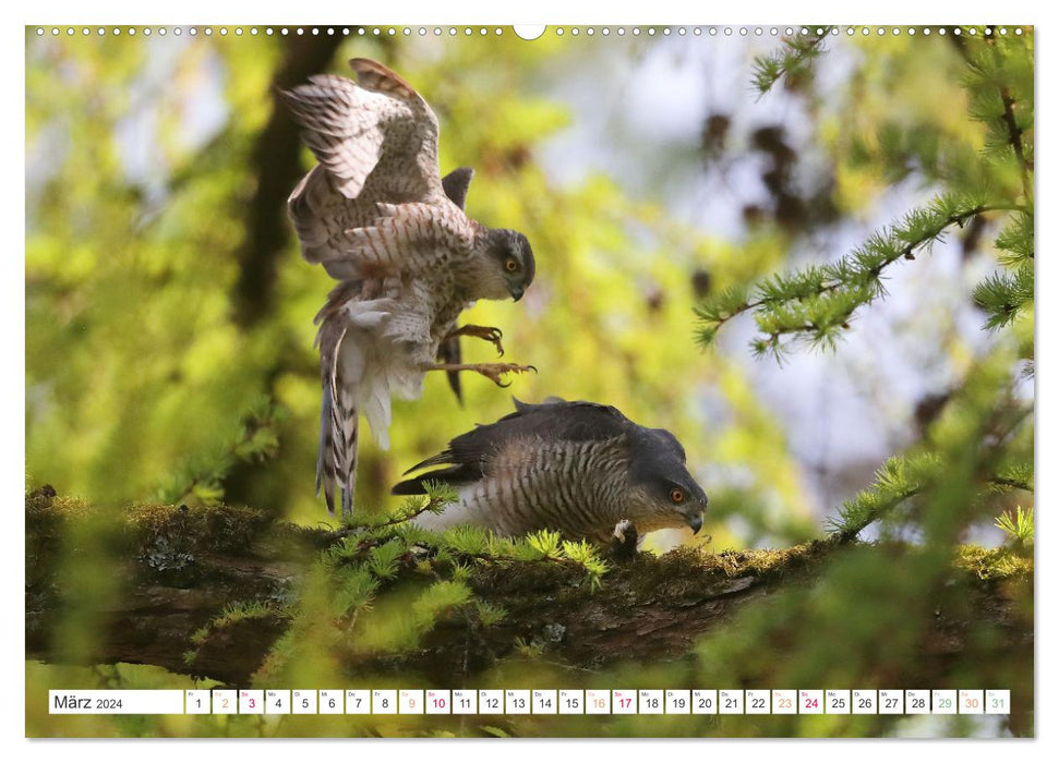 Sperber - Kleiner Vogel Greif (CALVENDO Premium Wandkalender 2024)