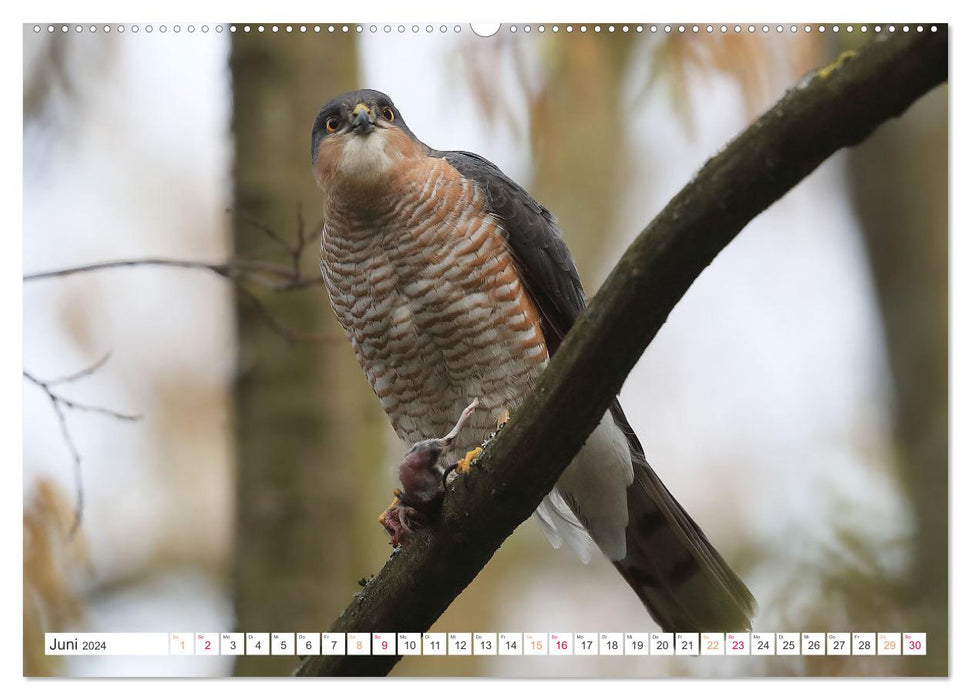 Sperber - Kleiner Vogel Greif (CALVENDO Premium Wandkalender 2024)