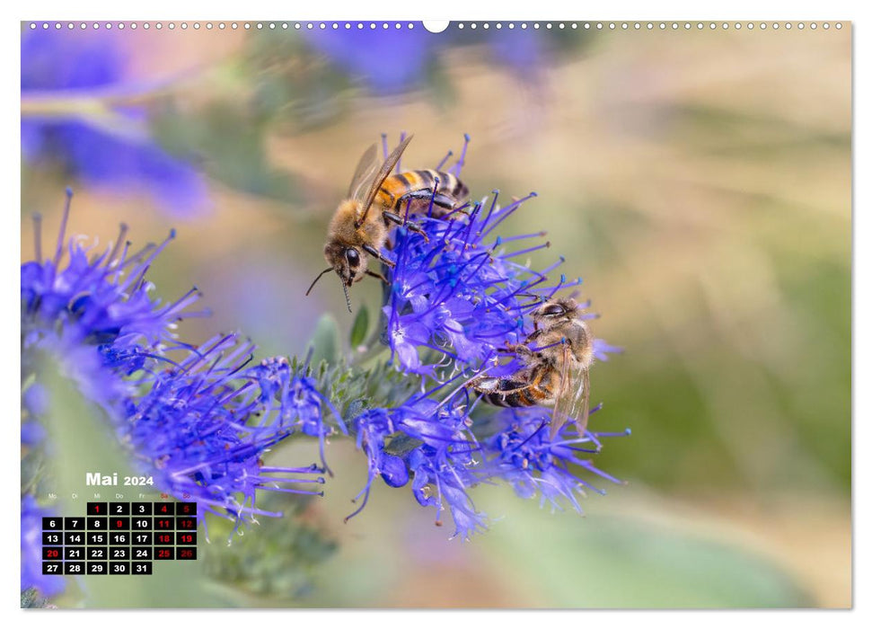 Le monde merveilleux des abeilles (Calendrier mural CALVENDO 2024) 