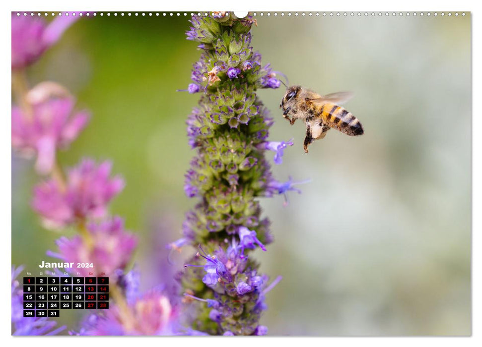 Le monde merveilleux des abeilles (Calendrier mural CALVENDO Premium 2024) 