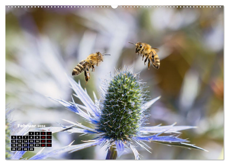 Le monde merveilleux des abeilles (Calendrier mural CALVENDO Premium 2024) 