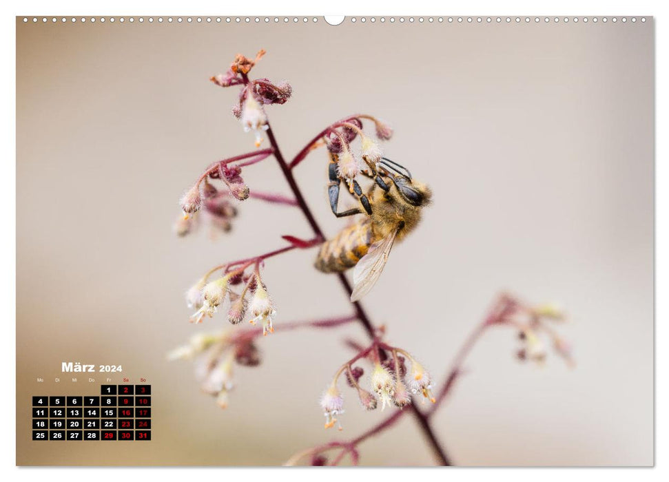 Die Wunderwelt der Biene (CALVENDO Premium Wandkalender 2024)