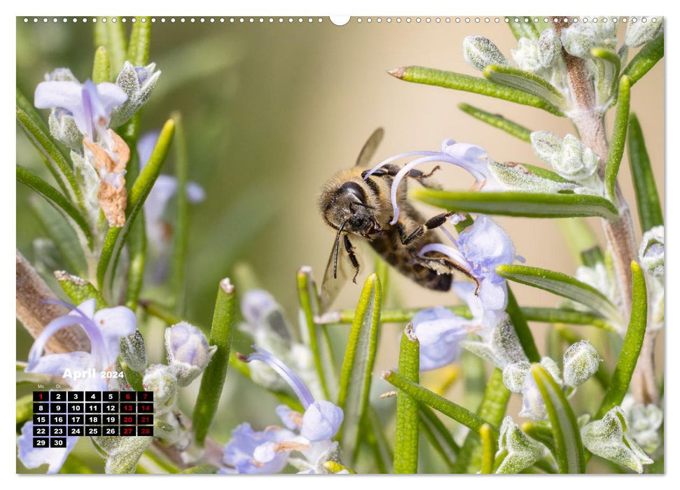 Die Wunderwelt der Biene (CALVENDO Premium Wandkalender 2024)