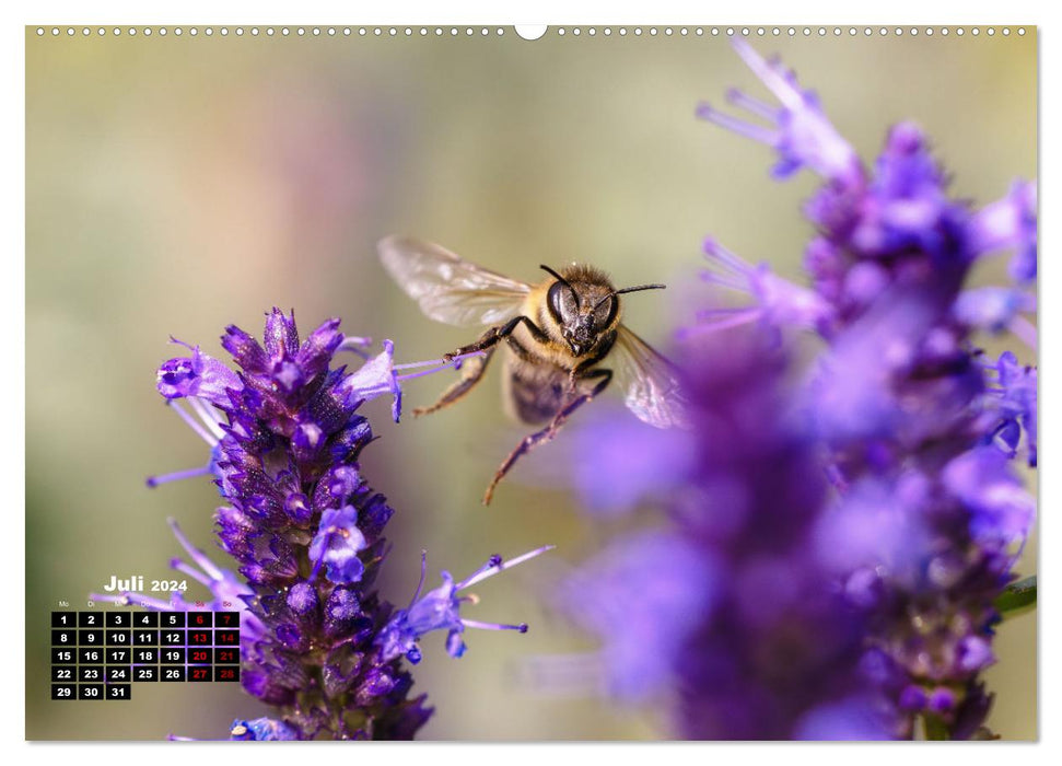 Le monde merveilleux des abeilles (Calendrier mural CALVENDO Premium 2024) 