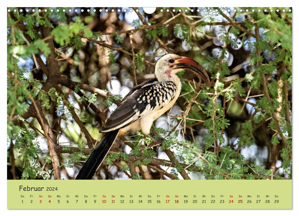 Gefiederte Schönheiten Ostafrikas (CALVENDO Wandkalender 2024)