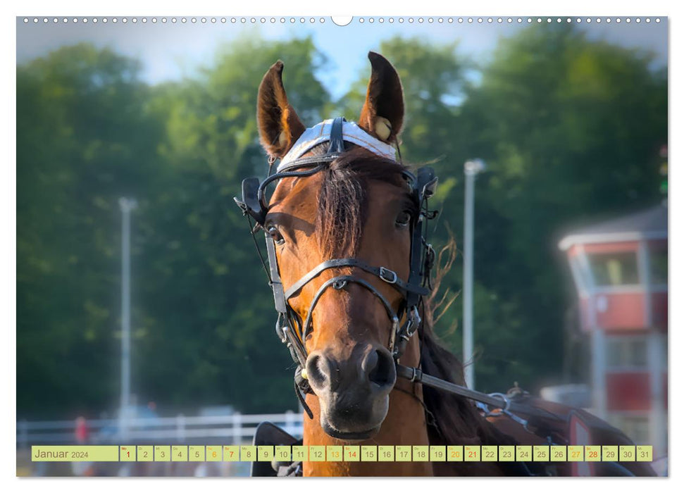 Rennpferde - Gesichter erzählen (CALVENDO Premium Wandkalender 2024)