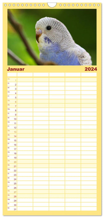 Wellensittichkalender! - Das Original (CALVENDO Familienplaner 2024)